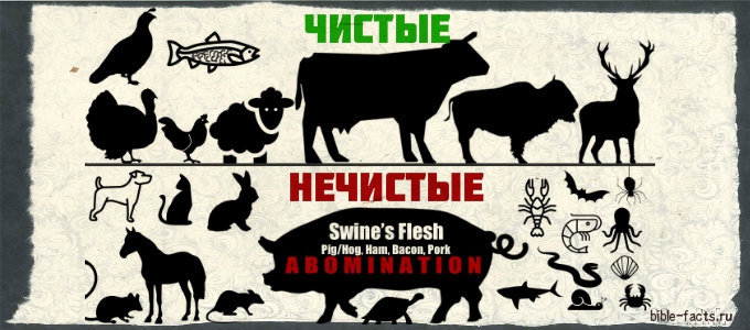  Разница между чистыми и нечистыми животными