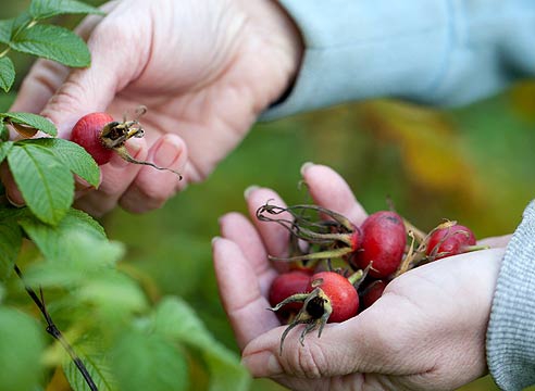 Лучшие рецепты из ягод при вегето-сосудистой дистонии