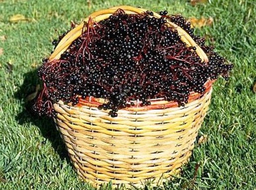 Чим корисні ягоди чорної бузини
