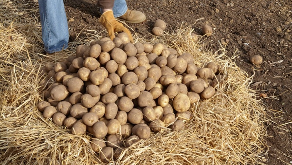 Картоплю зберігають у сіні