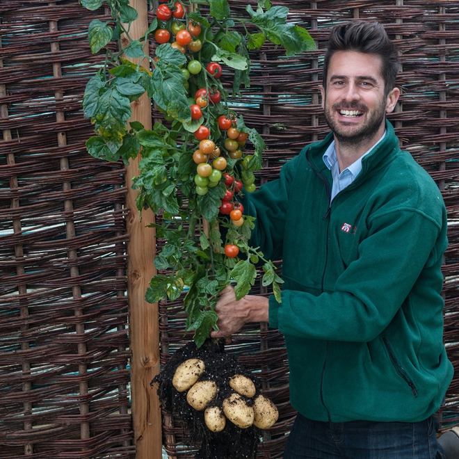 Новый уникальный овощ TomTato
