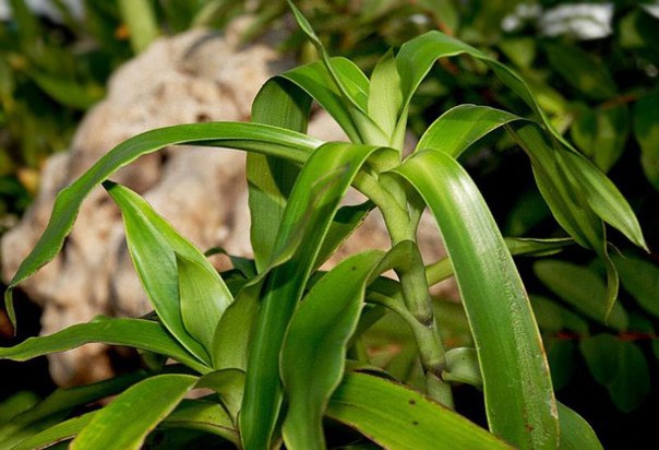 Олійний бальзам золотого вуса Олійний бальзам золотого вуса
