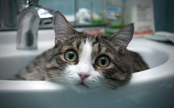 Как помыть кошку? Важные правила и рекомендации