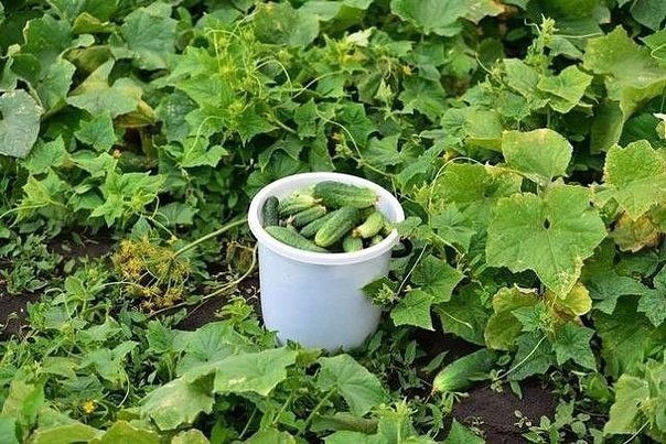 Растворы для урожая огурчиков