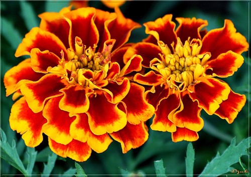 Ці квіти здатні полiпшити зiр Ці квіти здатні полiпшити зiр