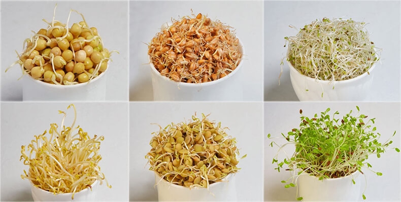 Как правильно проращивать семена и зерна Как правильно проращивать семена и зерна