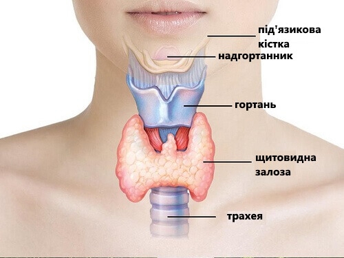 Натуральне лікування захворювань щитоподібної залози Натуральне лікування захворювань щитоподібної залози
