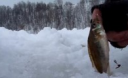 Зимняя рыбалка на ерша