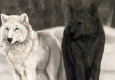 Притча о самоконтроле: Два волка  