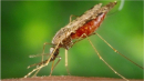 Вчені знайшли мікроб, який може повністю знищити малярію