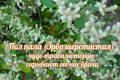 Пол-пола — хирург без скальпеля!
