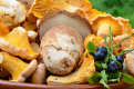 Вживання грибів зменшує ймовірність розвитку тяжкої хвороби