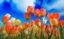 На Певческом поле открывается выставка тюльпанов «Сказки мира» 