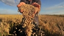 Еда уйдет за доллары. Как мировой зерновой кризис взвинтит цены на продукты в Украине