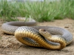 Науковець розповів, як визначити, отруйна перед вами змія чи ні