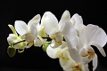 Як часник допомагає стимулювати пишне цвітіння орхідеї