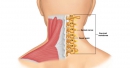 Гимнастика Бутримова: нормализует кровообращение и восстановит правильное положение позвонков шеи
