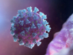 Коронавірус може поширюватися через стічні води - біологи
