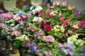 8 секретів догляду за фіалками