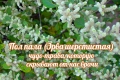 Пол-пала: домашний «хирург без скальпеля»