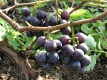 Дача: в середине весны особое внимание нужно уделить кустарникам и винограду