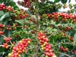 Как вырастить кофейное дерево из зерна: советы