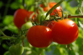 Корисні поради по догляду за томатами у липні