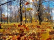 7 парків України, які варто відвідати восени