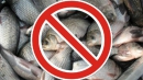 В Україні з 1 листопада обмежений вилов риби