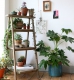 10 лучших подкормок для комнатных растений
