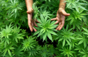 В парламент внесли законопроект о легализации марихуаны