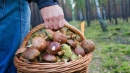 10 отруйних грибів, які можна прийняти за їстівні