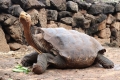 Черепаха-плейбой Дієго врятував свій вид від вимирання — тепер він виходить на пенсію