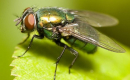 Есть вопросы к мухам и клещам: ученые рассказали, какие насекомые могут переносить коронавирус
