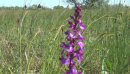 На Миколаївщині квітне поле диких орхідей