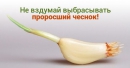 Не выбрасывайте проросший чеснок