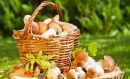 Съедобные грибы: польза грибов для здоровья