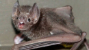 У Дніпрі знайшли понад пів тисячі кажанів на одному балконі: фото