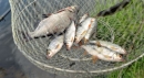 Поймал рыбу – плати 48 тысяч: Какие штрафы грозят браконьерам в Украине