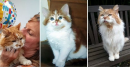 «Старость в радость»: 3 кота возрастом 31 и 38 лет доказали, что любовь человека творит чудеса