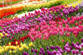 «Маленька Голландія» під Києвом: у Добропарку зацвітуть понад мільйон тюльпанів (фото) 