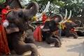 В Таиланде слоны учатся в школе, работают, получают пенсию и больничный