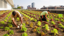 Міське фермерство — майбутнє сільського господарства (ВІДЕО)
