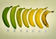 Как выбрать самый полезный банан