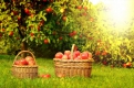 Останнє свято літа: Традиції та обряди до Яблучного Спаса