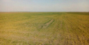 На Одещині спустошені поля озимих культур На Одещині спустошені поля озимих культур