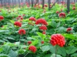 Женьшень настоящий (обыкновенный): полезные свойства и применение Женьшень настоящий (обыкновенный): полезные свойства и применение