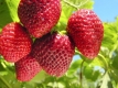 НАБЕРИ BERRY: ферма на Львівщині продає полуницю за принципом «збери собі сам»