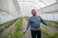 Вкласти все у виноград