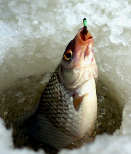 Любителям зимней рыбалки